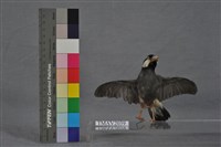 爪哇雀藏品圖，第3張